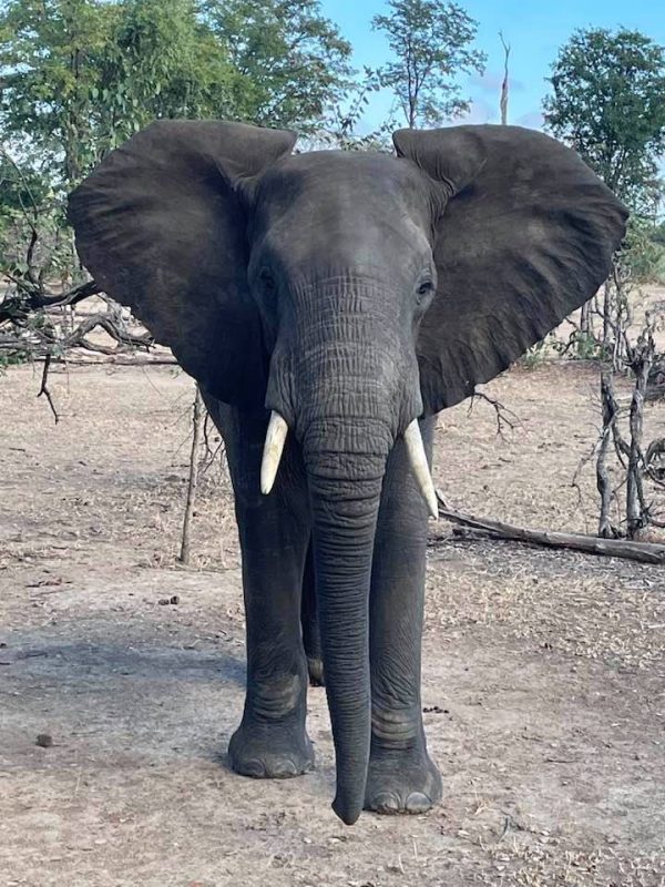 Elefant Malawi