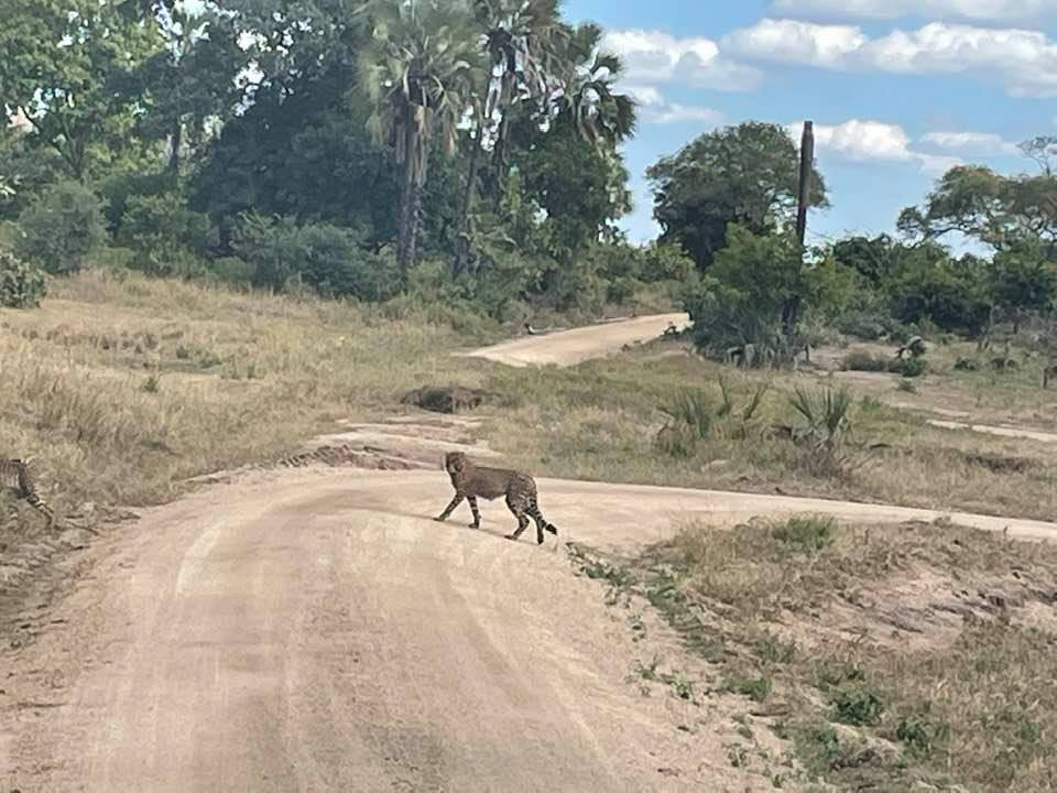 Ghepard