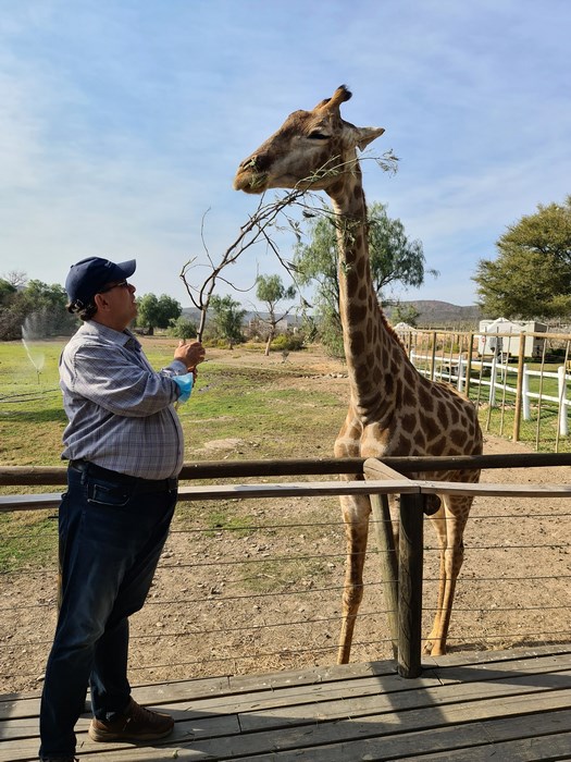 Hranim girafa