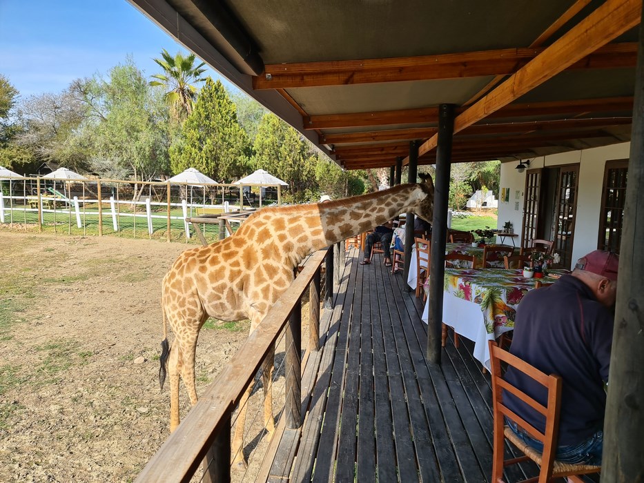 girafa la micul dejun