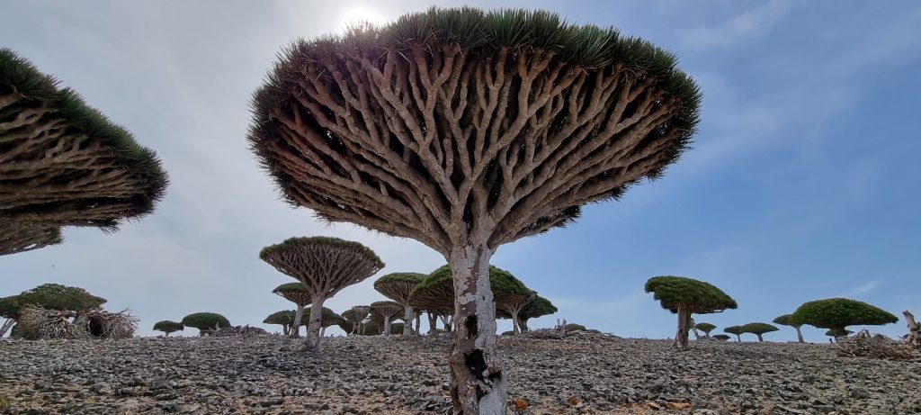 Dragon Blood Tree