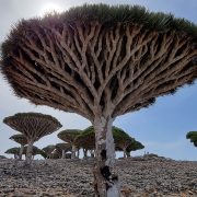 Dragon Blood Tree