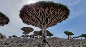 Dragon Blood Tree