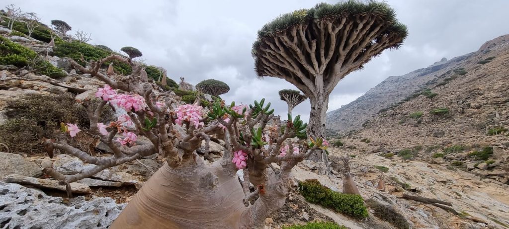 Dragon Blood Tree in floare