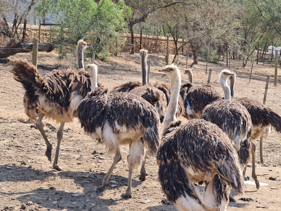 Struti Oudtshoorn