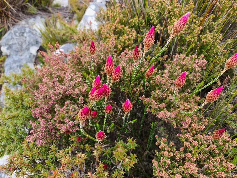 Flori rosii