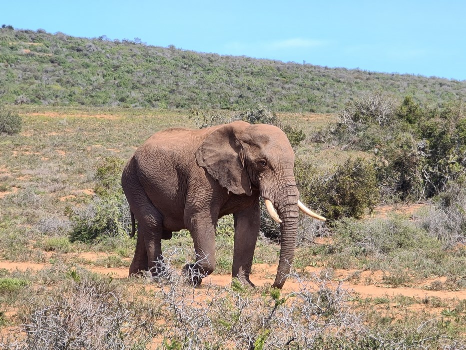 Addo National Park