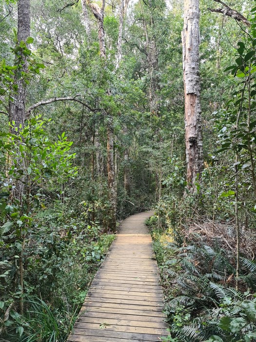 Big Tree Trail