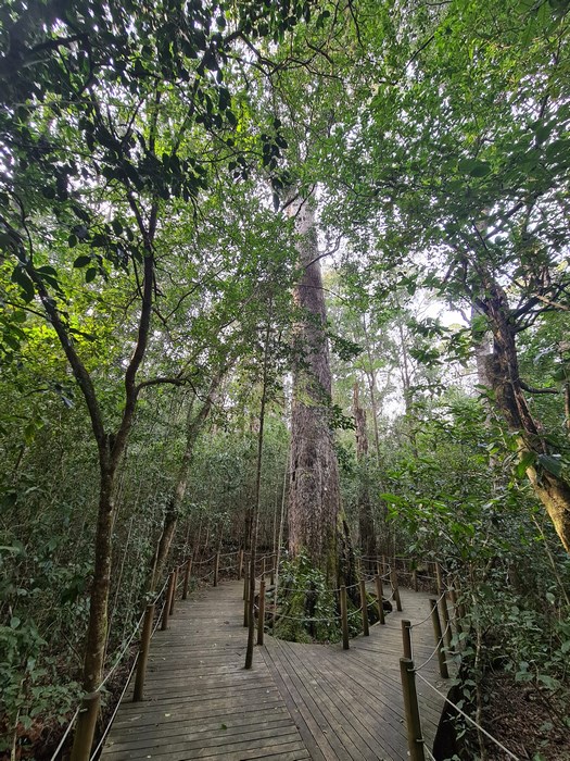 Big Tree