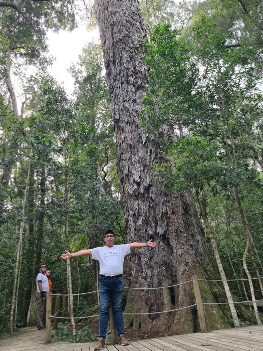 Big Tree Tsitsikamma