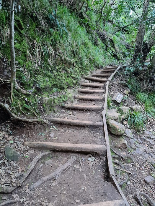 Poteca prin padure