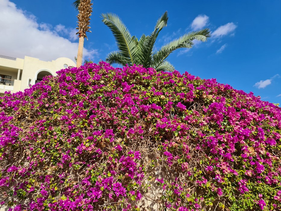 Flori Sharm el Sheikh