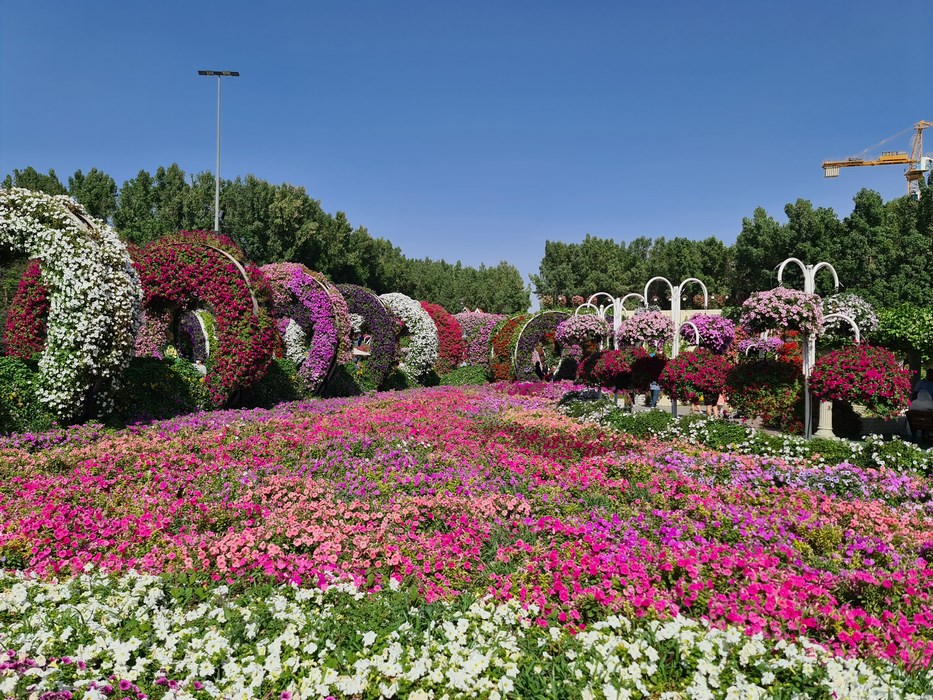 Flori Miracle Garden