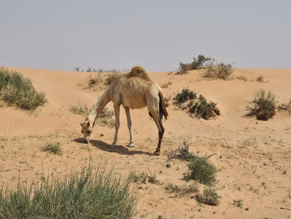 Camel Road RAK