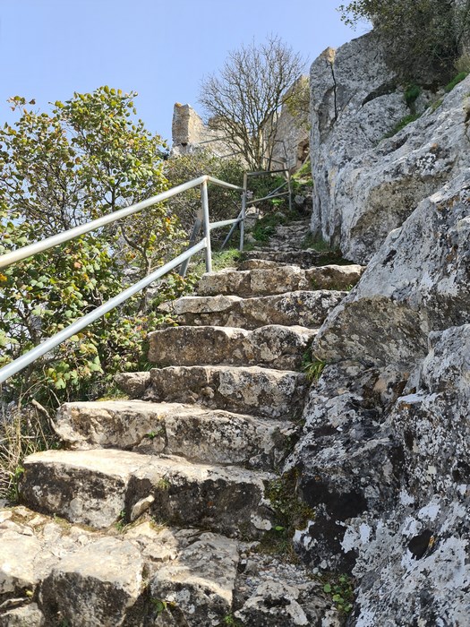 Scari