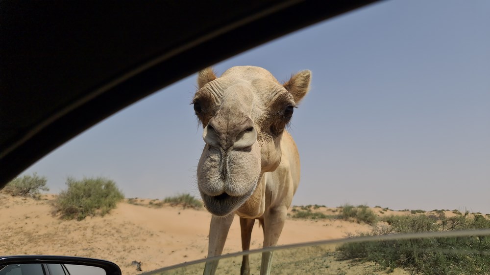 Camel Road Ras al Khaimah