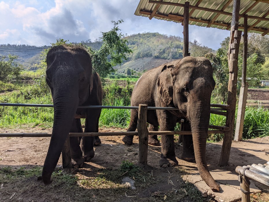 Elefanti thailandezi