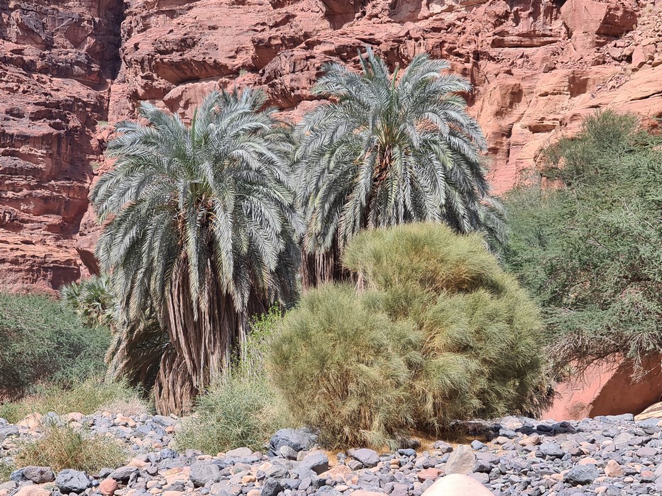 Wadi al Dissa
