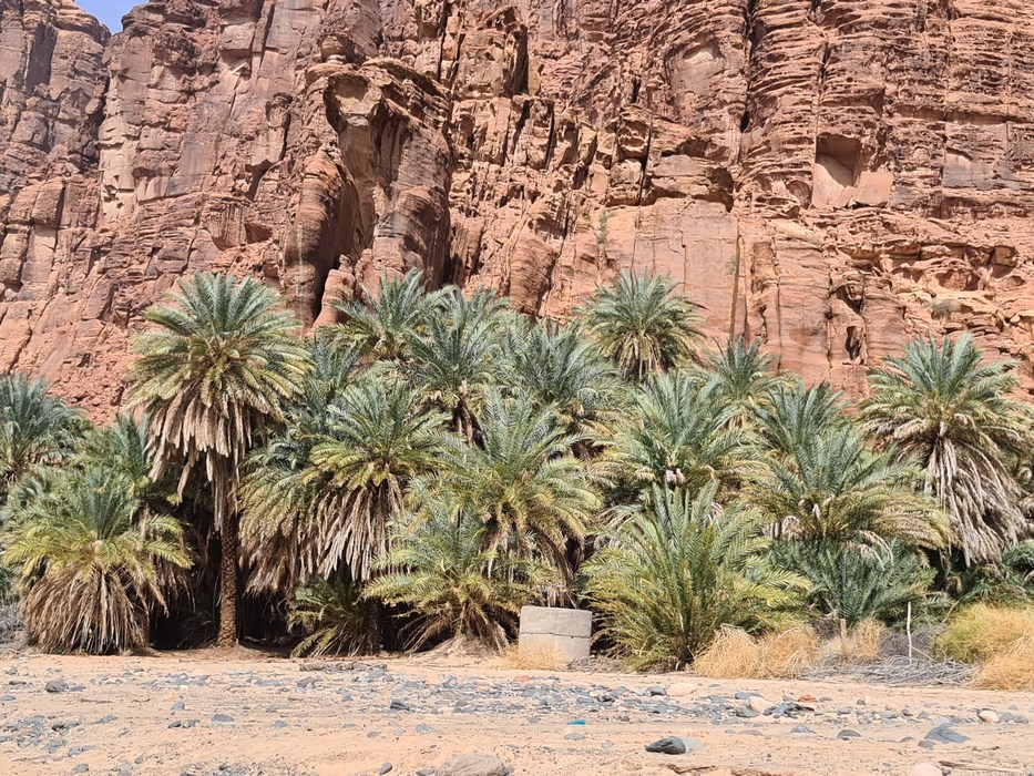 Oaza Wadi al Dissa