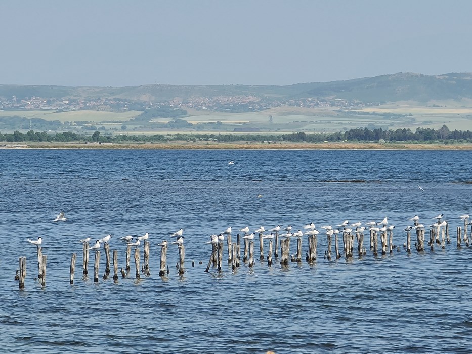Pasari Pomorie