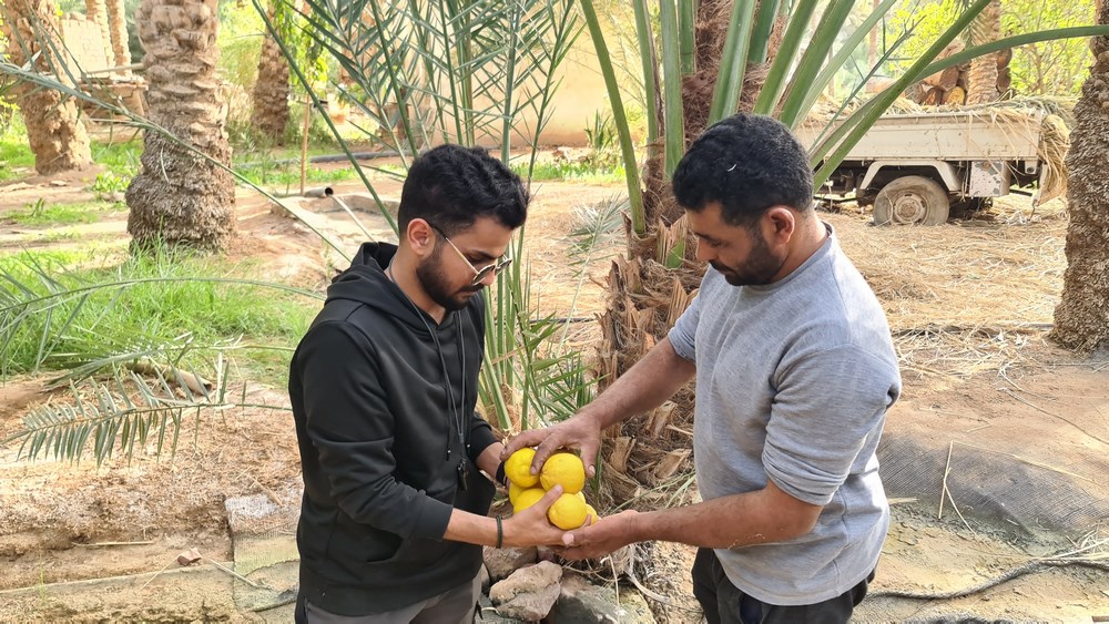 Lamai de Arabia Saudita