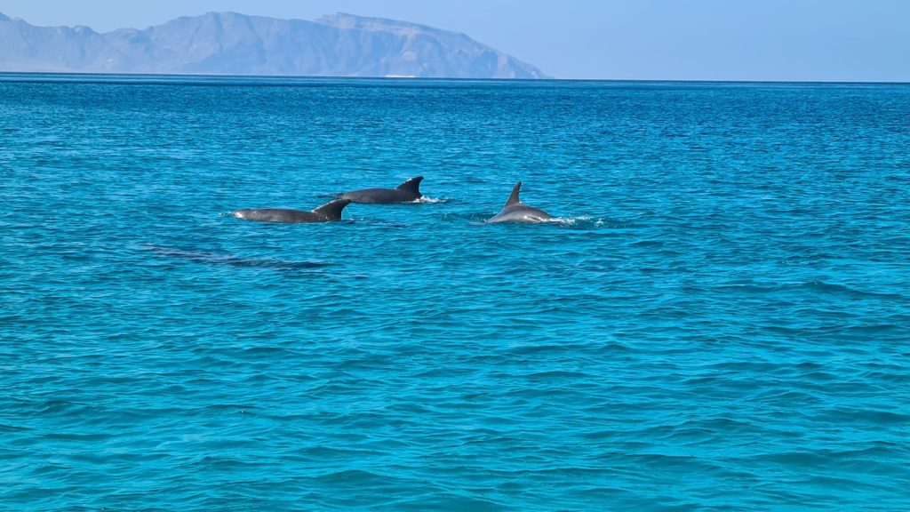 Delfini in apropiere de Shoub Magical Beach Dan Birtu
