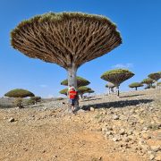 Blood Dragon Tree