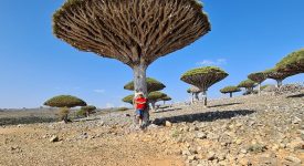 Blood Dragon Tree