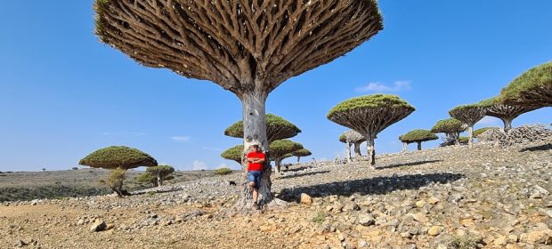 Blood Dragon Tree