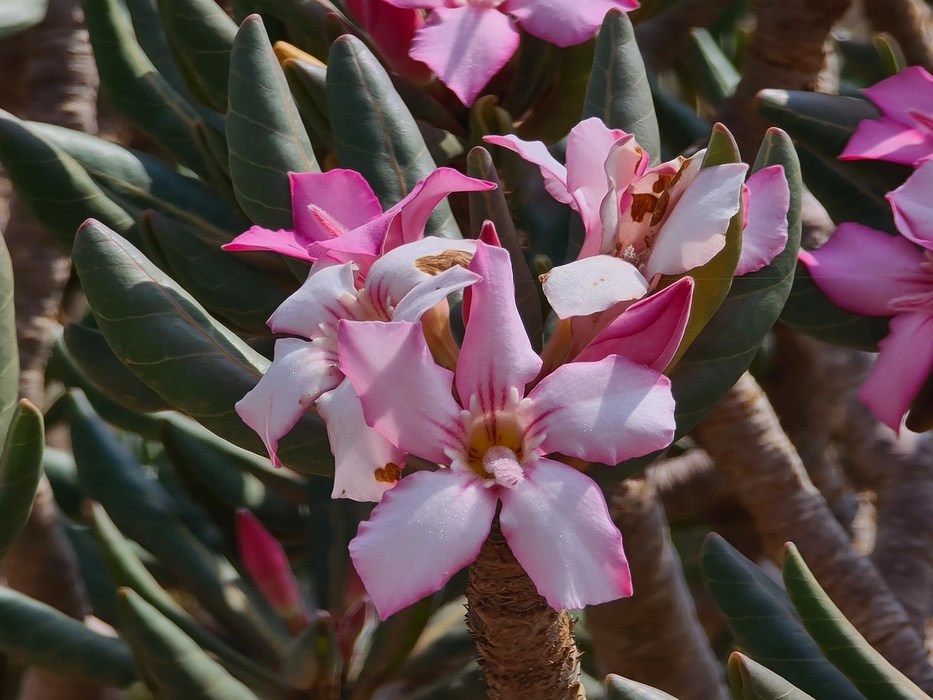 Floare Socotra