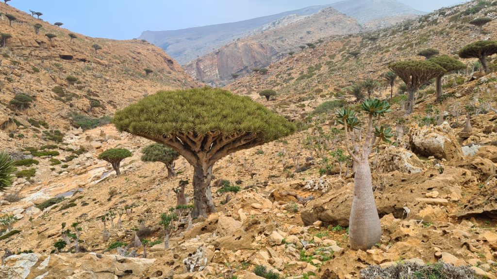 Arborele sangele dragonului Dan Birtu