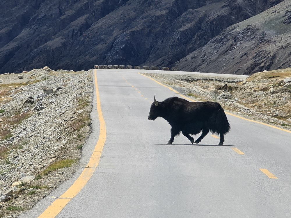 Yak