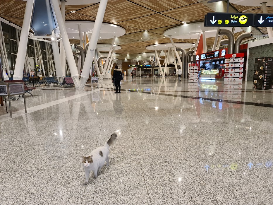Pisici in aeroport