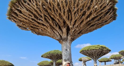 Dragon blood tree Socotra