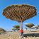 Dragon blood tree Socotra