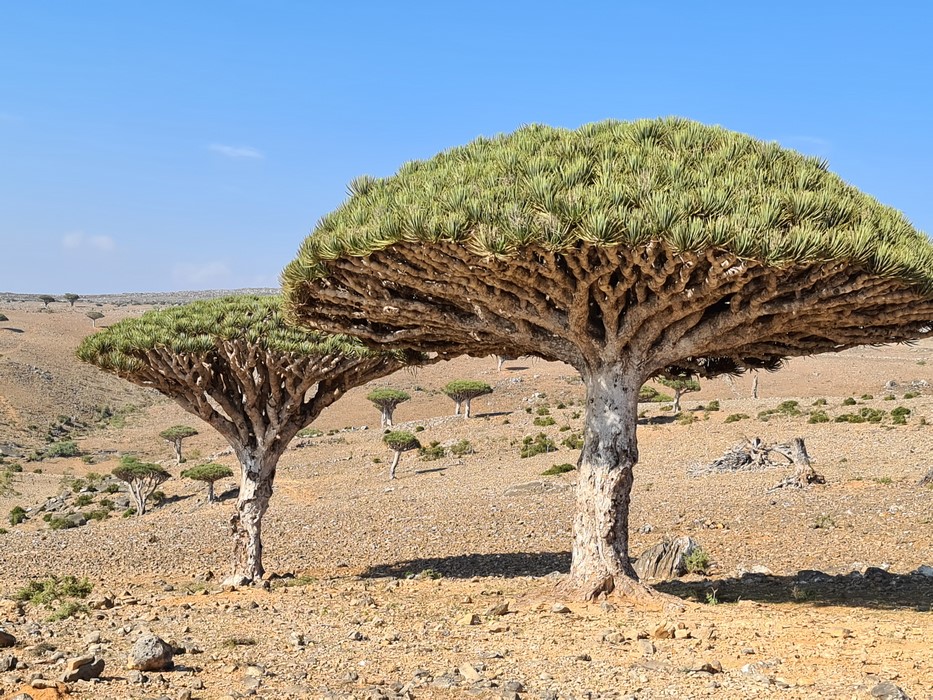 Arborele Sangelui Dragonului
