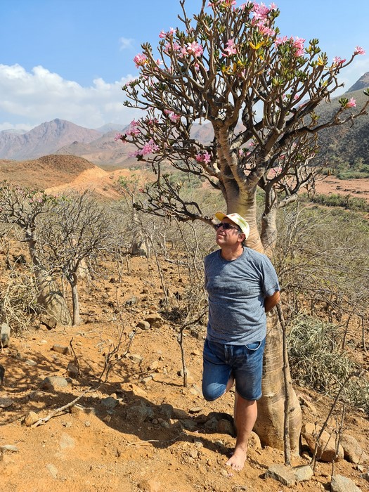 Bottle tree Socotra