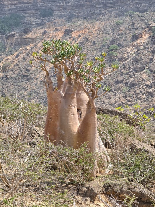 Flora endemica