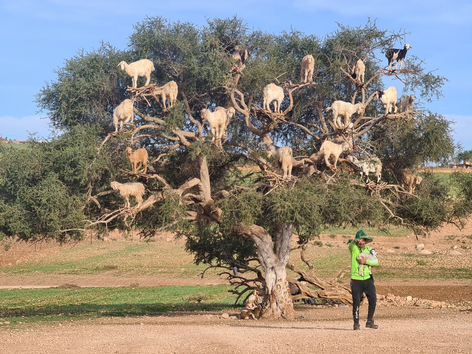 Capre in copac Maroc