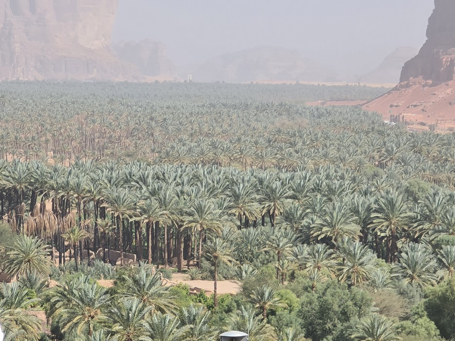 Oaza Al Ula