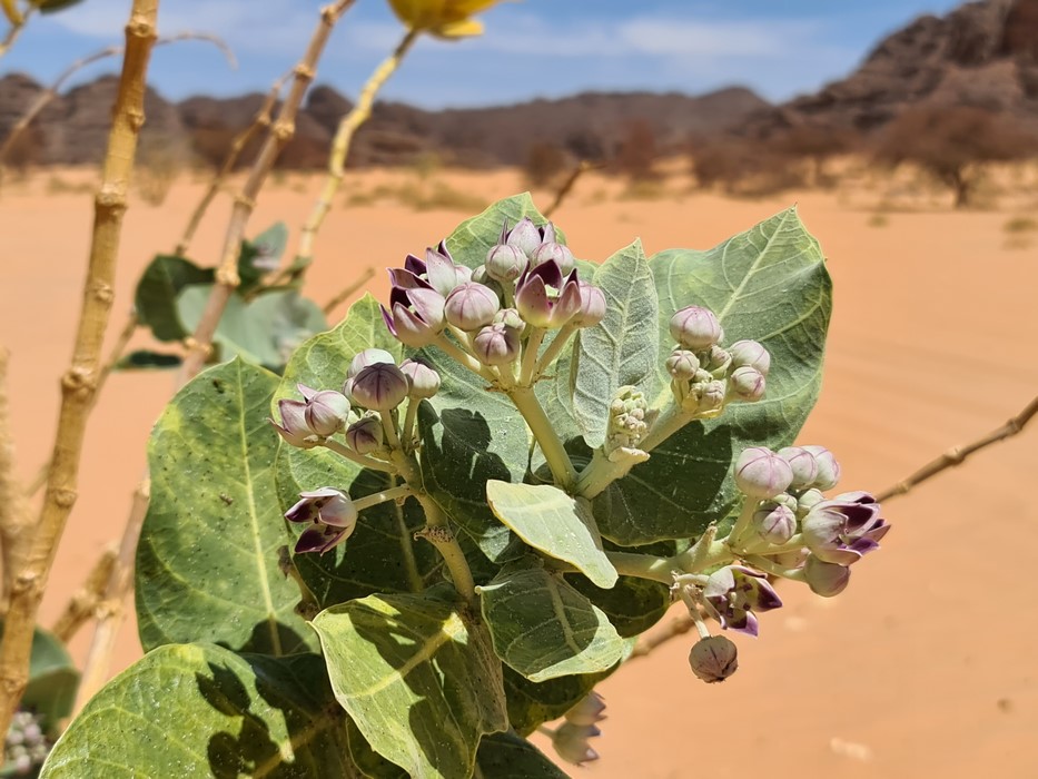 Florile desertului