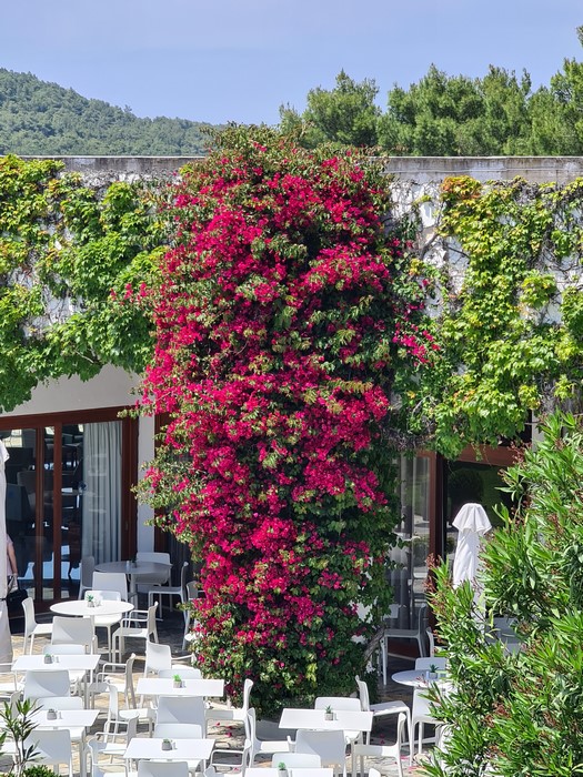 Bougainvilia