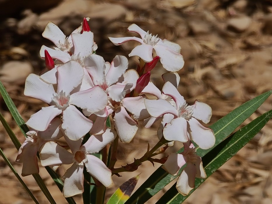 Flori de desert