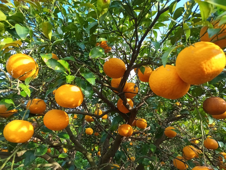 Jeju livada de portocali