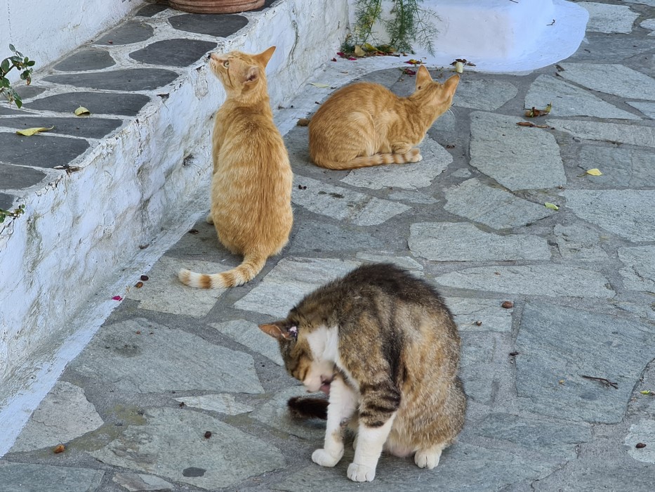 Pisici in Chora