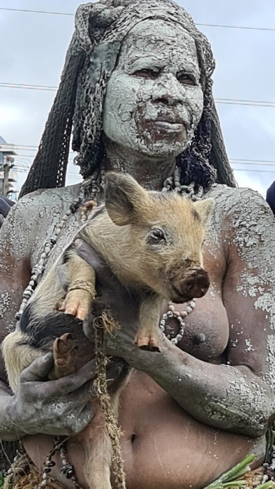 Porcusor