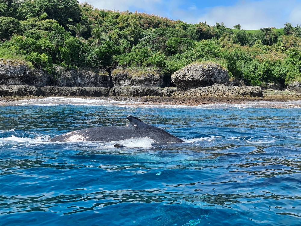 Balene Vanuatu