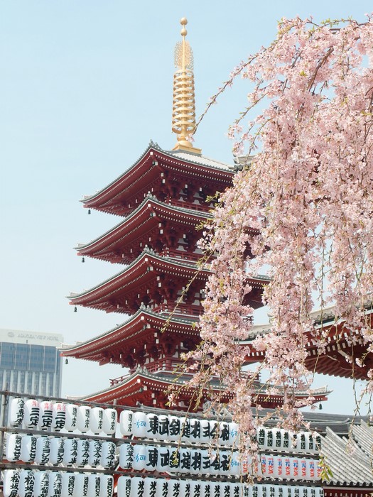 Asakusa Sakura