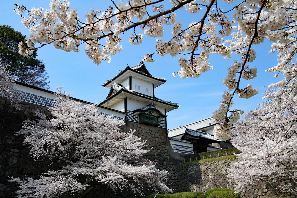 Kanazawa Sakura