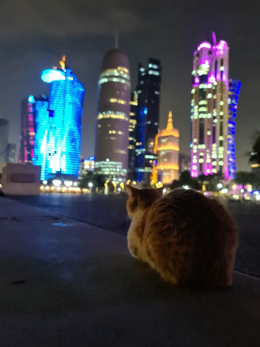 Cat in Doha